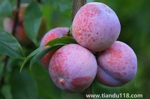 三華李幾月份成熟上市(三華李產(chǎn)地是哪里)(圖2) 三華李幾月份成熟上市2