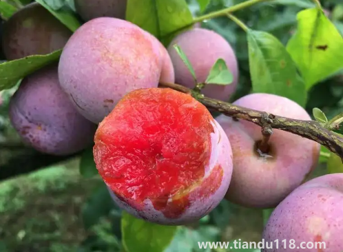 三華李幾月份成熟上市(三華李產(chǎn)地是哪里)(圖3) 三華李幾月份成熟上市3