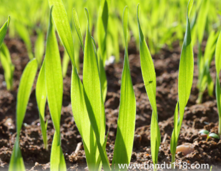 小麥?zhǔn)撬抵胺N還是之后1