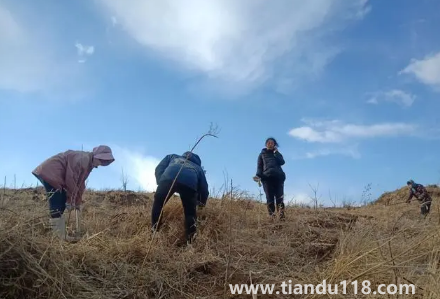 霜降以后還能種樹嗎（霜降后果樹能栽活嗎）