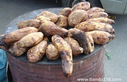 一個烤紅薯的熱量相當(dāng)于多少米飯的熱量(烤紅薯怎么吃減肥)(圖3) 一個烤紅薯的熱量相當(dāng)于多少米飯的熱量3