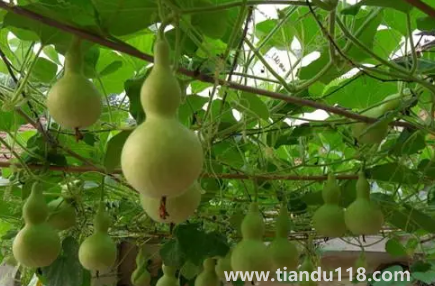 葫蘆是不是不能掛一對(家里最多掛幾個葫蘆)(圖2) 葫蘆是不是不能掛一對 2