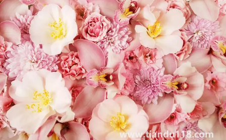 網(wǎng)上買的鮮花回來怎么泡好(網(wǎng)購(gòu)鮮花為什么要醒花)(圖1) 網(wǎng)上買的鮮花回來怎么泡好1