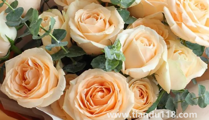 網(wǎng)上買的鮮花回來怎么泡好(網(wǎng)購(gòu)鮮花為什么要醒花)(圖2) 網(wǎng)上買的鮮花回來怎么泡好2