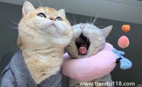 為什么戀愛長(zhǎng)跑會(huì)容易分手（長(zhǎng)跑戀愛走不到最后的原因）