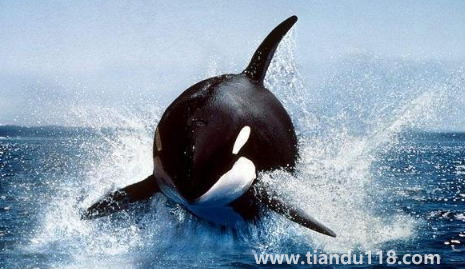 虎鯨的壽命有多長（虎鯨的智商有多高）