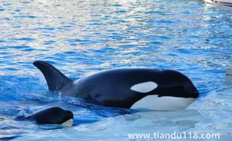 虎鯨到底是海豚還是鯨魚（虎鯨有多重多少噸）