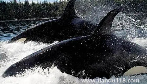 虎鯨表演對虎鯨的傷害(海洋館里的動物痛苦嗎)(圖2) 虎鯨表演對虎鯨的傷害2