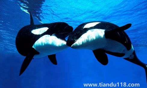 虎鯨為什么對人類友好最科學(xué)最權(quán)威解釋（人一般掉進海里虎鯨會救嗎）