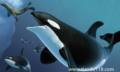 虎鯨為什么對(duì)人類(lèi)友好最科學(xué)最權(quán)威解釋?zhuān)ㄈ艘话愕暨M(jìn)海里虎鯨會(huì)救嗎)(圖2) 虎鯨為什么對(duì)人類(lèi)友好最科學(xué)最權(quán)威解釋2