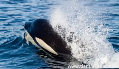 虎鯨為什么對(duì)人類(lèi)友好最科學(xué)最權(quán)威解釋?zhuān)ㄈ艘话愕暨M(jìn)海里虎鯨會(huì)救嗎)(圖3) 虎鯨為什么對(duì)人類(lèi)友好最科學(xué)最權(quán)威解釋3