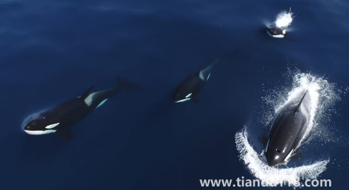 虎鯨15歲智商真的假的（虎鯨和鯨魚的區(qū)別）