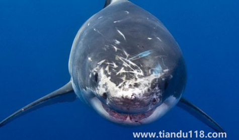 虎鯨說(shuō)臟話是真是假(虎鯨和鯊魚(yú)誰(shuí)最厲害)(圖2) 虎鯨說(shuō)臟話是真是假2