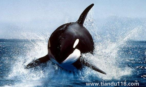 虎鯨受傷了向人類求助會怎么樣(虎鯨能打過大白鯊嗎)(圖2) 虎鯨受傷了向人類求助會怎么樣2