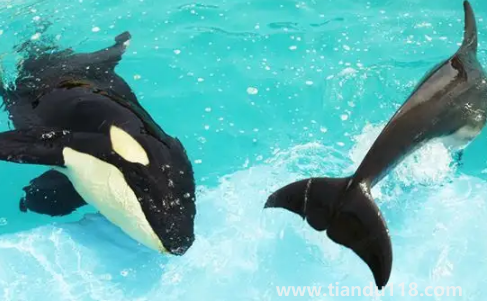 虎鯨現(xiàn)在全世界還剩幾只(中國(guó)海域有虎鯨嗎)(圖2) 虎鯨現(xiàn)在全世界還剩幾只2