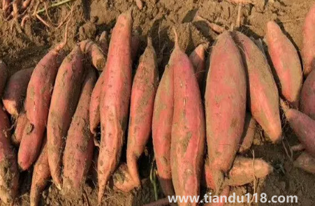 煙薯25號(hào)用空氣炸鍋幾分鐘（空氣炸鍋烤煙薯好吃嗎）