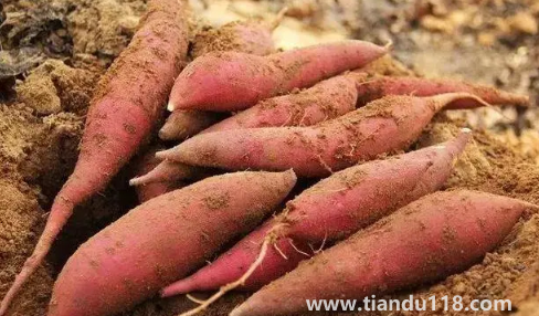 空氣炸鍋烤煙薯為什么沒(méi)流油（空氣炸鍋烤紅薯要多少溫度和時(shí)間）