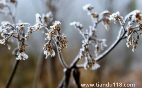 今年三九是最冷的時候嗎2023（為什么三九天最冷）