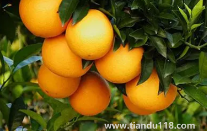 臍橙會(huì)越放越甜嗎（贛南臍橙甜度一般多少）