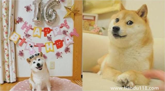 Doge表情包原型柴犬患白血病和肝?。ㄔ摬袢蔷W絡流行表情包“Doge”的原型）