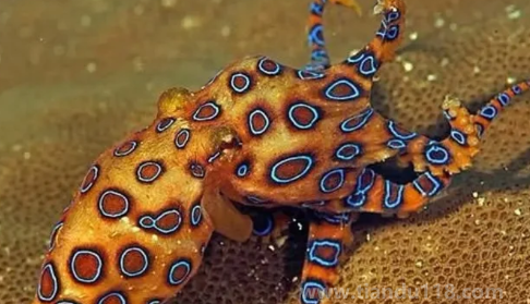藍(lán)環(huán)章魚毒性排第幾（藍(lán)環(huán)章魚的天敵是誰(shuí)）