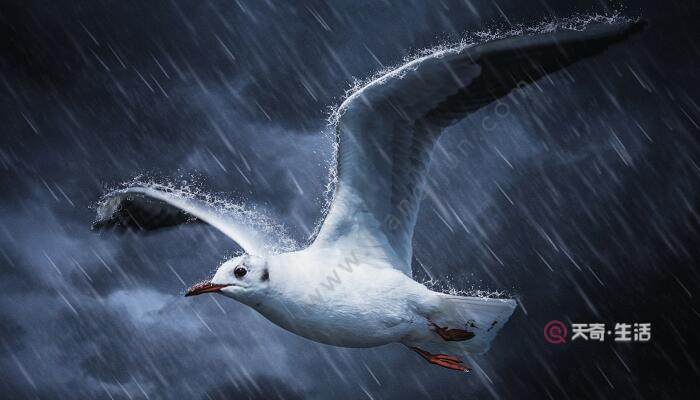 雷雨一課是按照什么的順序來(lái)寫的 雷雨這篇課文作者按什么的順序描寫的(圖2) 雷雨一課是按照什么的順序來(lái)寫的