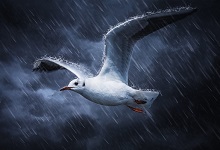 雷雨一課是按照什么的順序來寫的 雷雨這篇課文作者按什么的順序描寫的